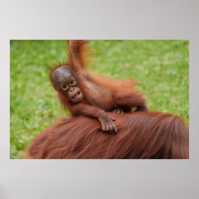 Poster Baby Orangutan Joy (Frente)