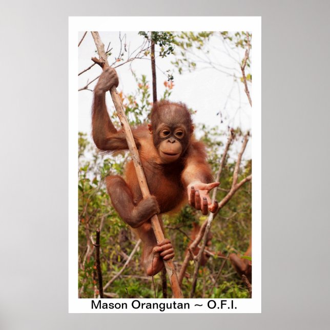 Póster Baby Orangutan Mason (Frente)