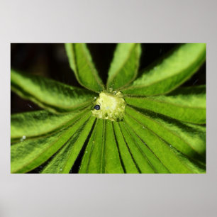 Poster Baby Palm Plant por Shirley Taylor