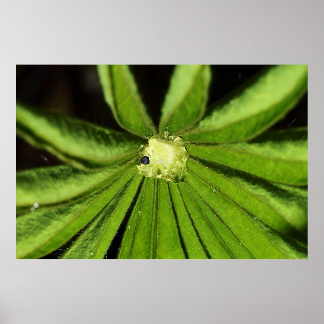 Poster Baby Palm Plant por Shirley Taylor (Frente)