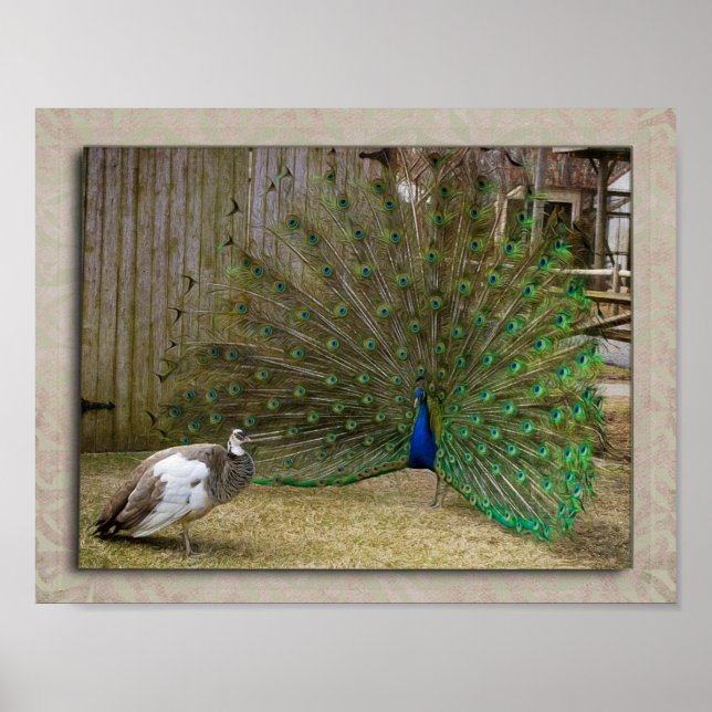 Póster Baby Peacock (Frente)