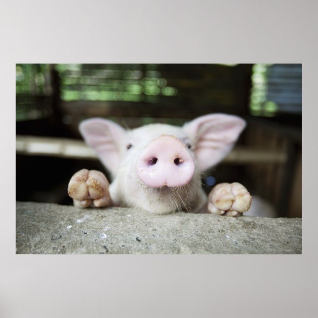 Poster Baby Pig in Caneta, (Frente)