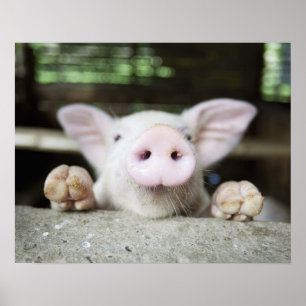 Poster Baby Pig in Caneta,