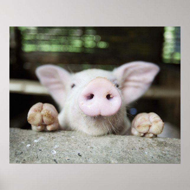 Poster Baby Pig in Caneta, (Frente)