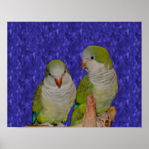 Póster Baby Quaker Parrot Pair