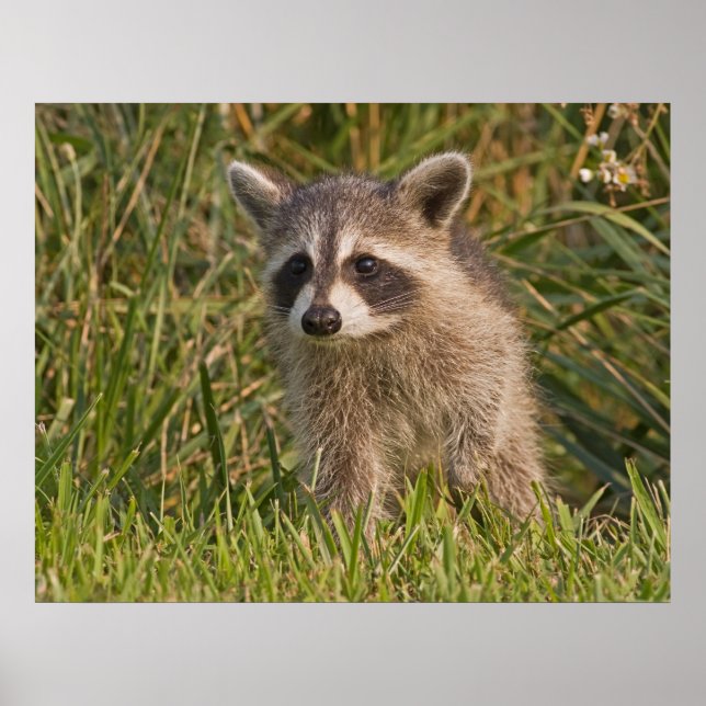 Póster Baby Raccoon 2 (Frente)