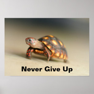 Poster Baby Redfoot Tortoise