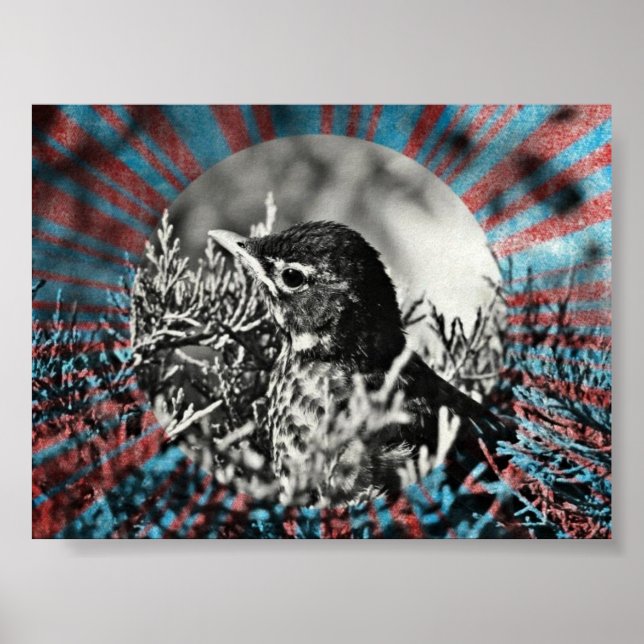 Poster Baby Robin (Frente)