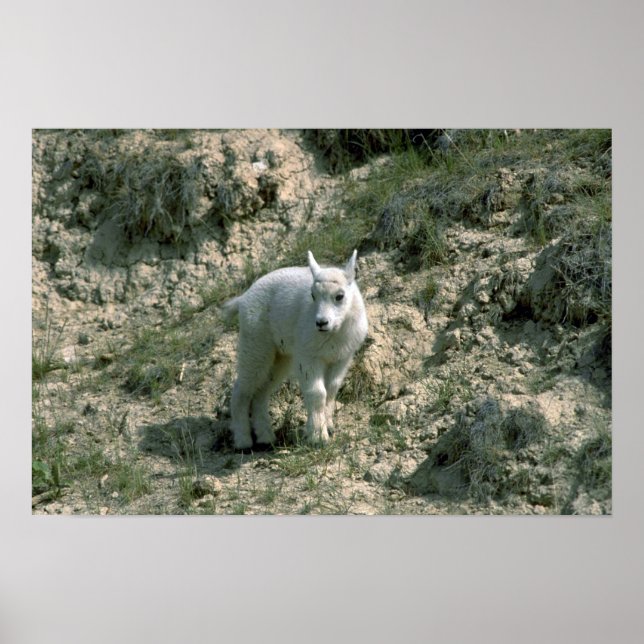 Póster Baby Rocky Mountain Goat (Frente)