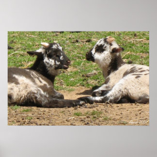 Póster Baby Sheep Mount Vernon Estate abril de 2007