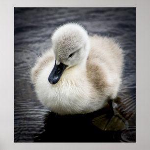 Poster Baby Swan Cygnet
