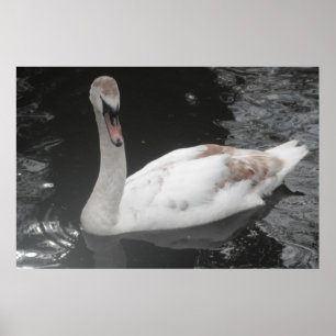 Poster Baby Swan Natação