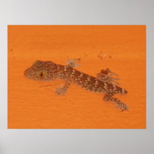Póster Baby Tokay Gecko