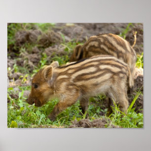 Póster Baby Wild Boar