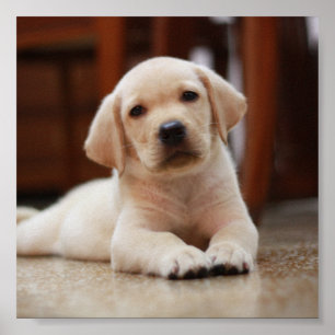 Póster Baby Yellow Labrador Puppy Dog deitado em Belly