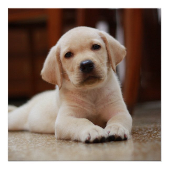 Póster Baby Yellow Labrador Puppy Dog deitado em Belly (Frente)