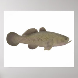 Poster Bacalhau Sonolento