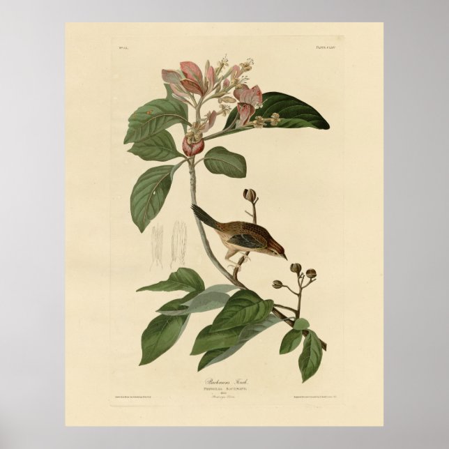 Poster Bachman's Finch (Sparrow) Audubon Birds of America (Frente)