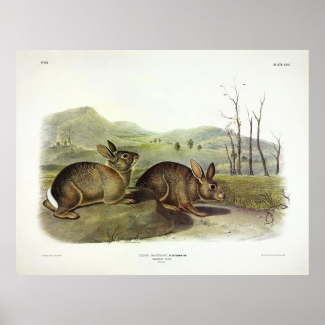 Poster Bachman's Hare, coelho de pincel ocidental de Audu (Frente)