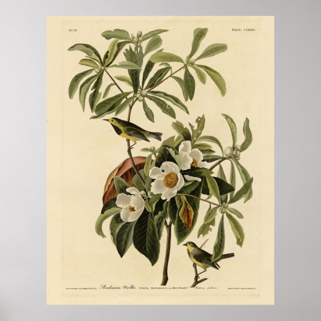 Poster Bachman's Warbler, das Aves da América de Audubon (Frente)
