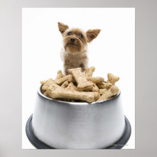 Póster Bacia de deleites do cão pelo yorkshire terrier