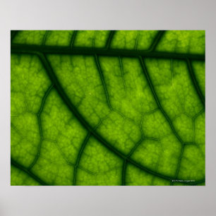 Póster Backlit Green Leaf