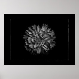 Poster Backyard Flowers In Black & White No 79 Border
