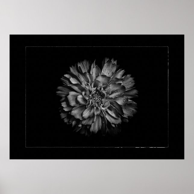 Poster Backyard Flowers In Black & White No 79 Border (Frente)