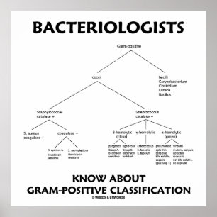Poster Bacteriologistas Conhecem Classificação Gram-Pos