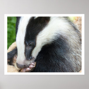 Póster Badger Europeu