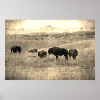 Póster Badlands Bison