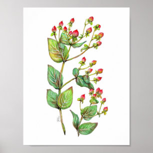 Poster Baga vermelha do Hypericum