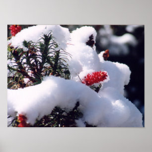 Poster Bagas da neve