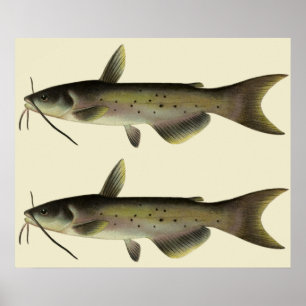 Poster Bagre Antigo, Animal de Vida Marinha do Rio