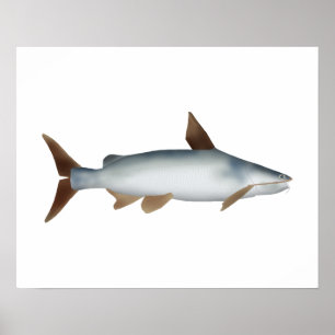 Poster Bagre Soldado
