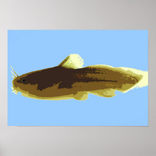 Póster Bagre Tadpole Madtom