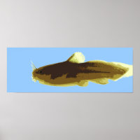 Bagre Tadpole Madtom