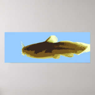 Póster Bagre Tadpole Madtom