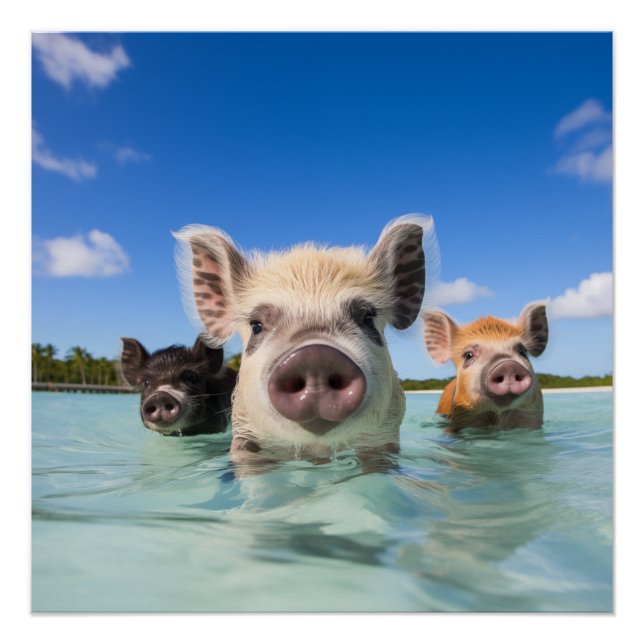 Póster Bahamas Nadando Suíno 2024 (Frente)