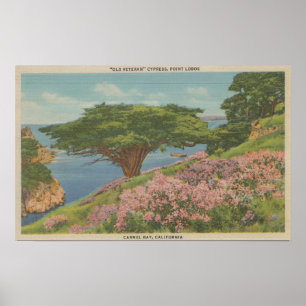 Póster Baía de Carmel, CA - vista "da árvore do veteran