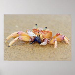 Poster Baía de Sodwana, província de Kwazulu Natal, sul