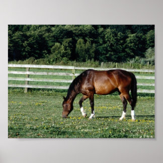 Poster Baía Grazing com Meias brancas