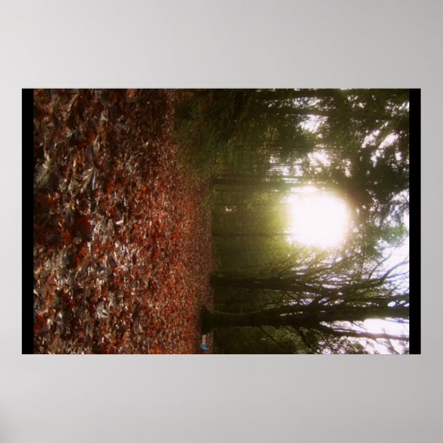 Póster Baixa floresta (Frente)