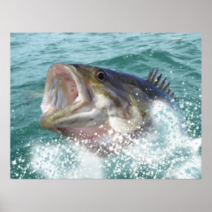 Póster Baixo de Smallmouth