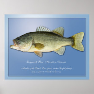 Póster Baixo Largemouth