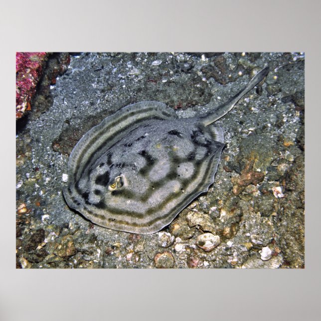 Poster Baja Stingray (Frente)