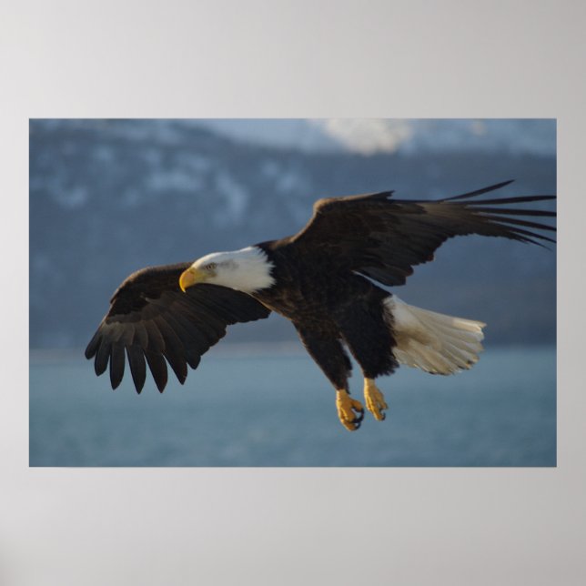 Poster Bald Eagle (Frente)