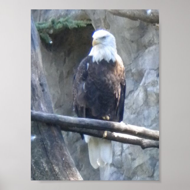 Poster Bald Eagle (Frente)