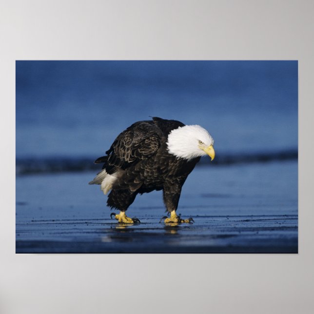 Poster Bald Eagle (Frente)