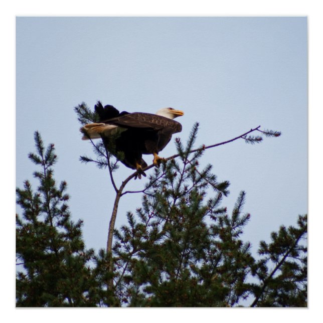 Póster Bald Eagle (Frente)